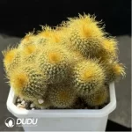 Cactus-Parodia leninghausii  Clustering - Image 2