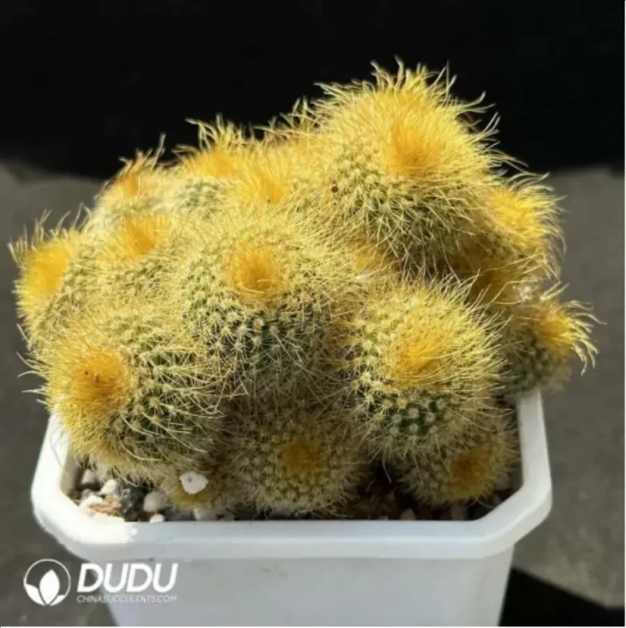 Cactus-Parodia leninghausii  Clustering - Image 2