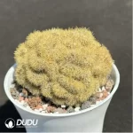 Cactus-Echinopsis tubiflora'(Pfeiff.) Zucc.cristata - Image 2