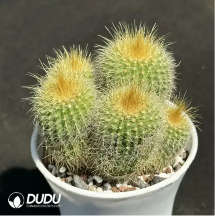 Cactus-Echino grusonii Clustering - Image 2