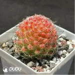 Cactus-Mammillaria Haw.hybr. - Image 2