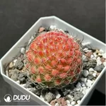 Cactus- Mammillaria Haw.hybr. - Image 2