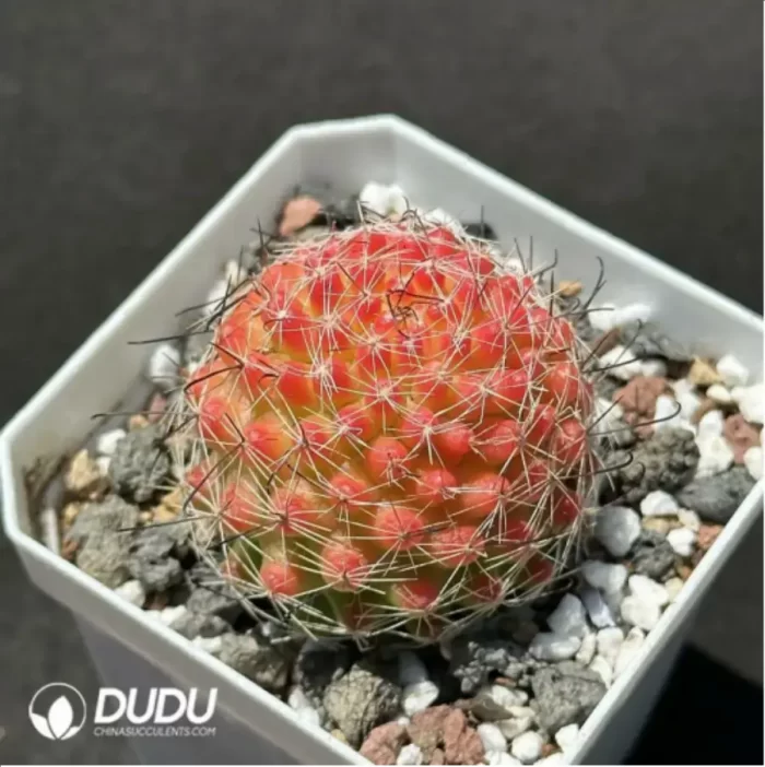 Cactus- Mammillaria Haw.hybr. - Image 2