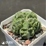 Astrophytum myriostigma - Image 2