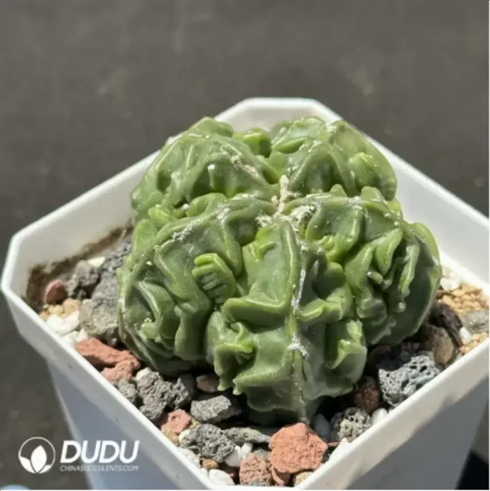 Astrophytum myriostigma - Image 2
