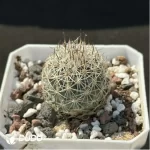 Cactus-Turbinicarpus viereckii - Image 2