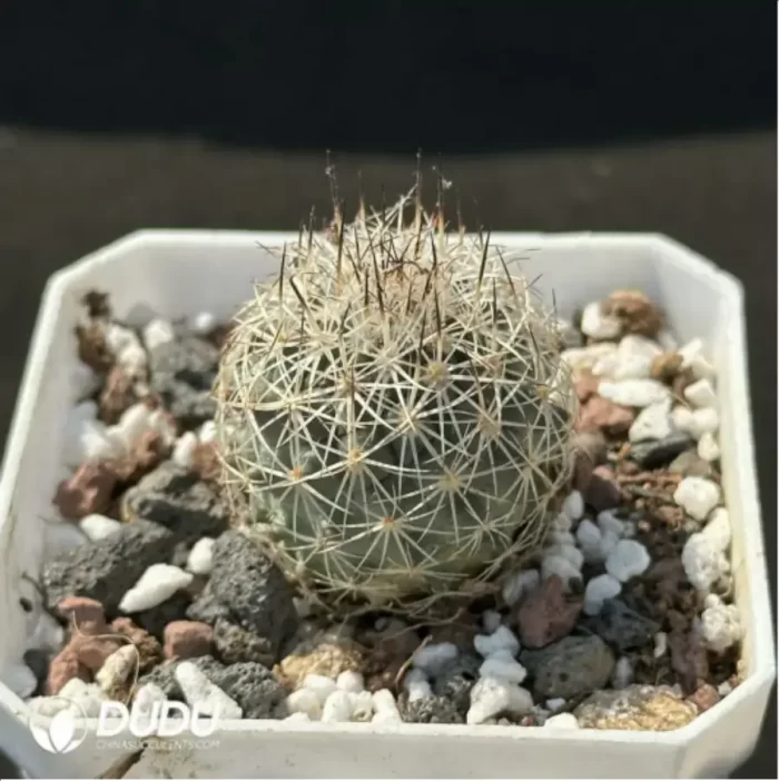 Cactus-Turbinicarpus viereckii - Image 2