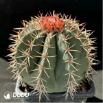 Melocactus curvispinusssp.caesius - Image 2