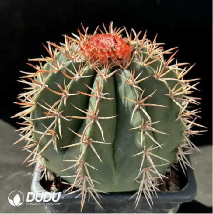 Melocactus curvispinusssp.caesius - Image 2
