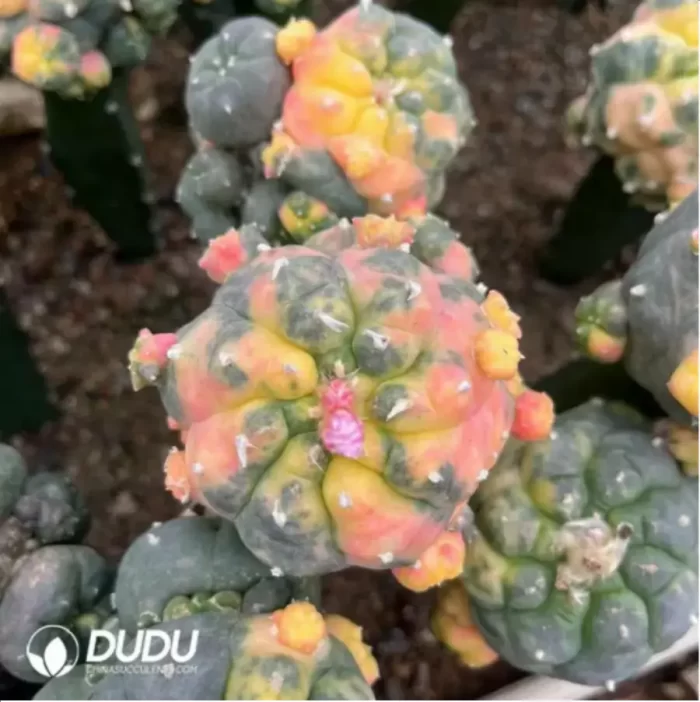 Cactus-Lophophora Fricii - Image 2