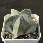 Cactus-Astrophytum myriostigma  2 - Image 2