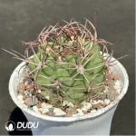 Cactus-Denmoza rhodacantha - Image 2