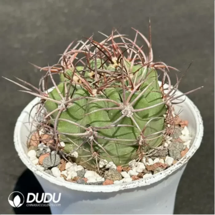 Cactus-Denmoza rhodacantha - Image 2