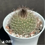 Cactus-Feixiu Jade - Image 2