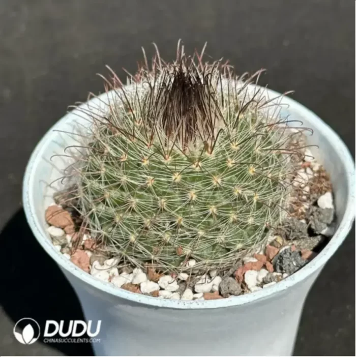 Cactus-Feixiu Jade - Image 2