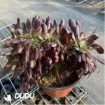 Aeonium Arboreum Velour European NO.6 - Image 2