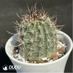 Cactus- Echinocereus lindsayi - Image 2