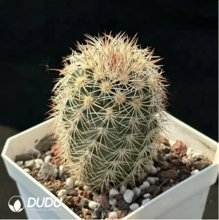 Cactus-Echinocereus dasyacanthus Engelm - Image 2