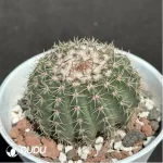 Cactus-NotoCactus-Noto - Image 2
