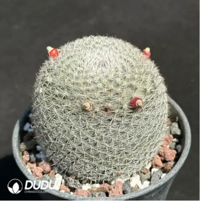 Cactus-Mammillaria candida - Image 2