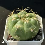 Cactus-Gymnocalycium hammerschmidii Backeberg - Image 2