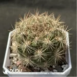 Cactus-Rebutia neocumingii. - Image 2