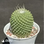 Cactus-Cholla - Image 2