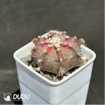 Cactus-Gymnocalycium mihanovichii - Image 2