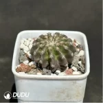 Cactus-DiscoCactus-horstii - Image 2