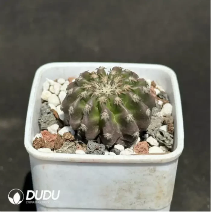 Cactus-DiscoCactus-horstii - Image 2