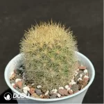 Cactus-Neoporterta nidus Br. et R. - Image 2