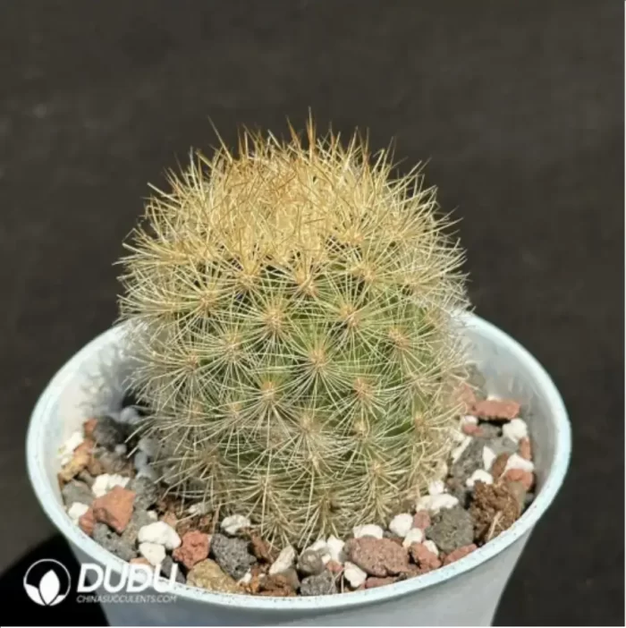 Cactus-Neoporterta nidus Br. et R. - Image 2