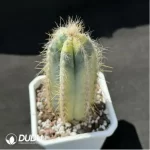 Cactus-Blue Pillar Variegated - Image 2
