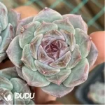 Echeveria Kong Sugar Heart - Image 2