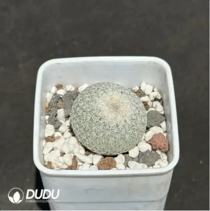 Cactus-Epithelantha micromeris - Image 2