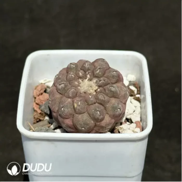 Cactus-Copiapoa hypogaea F. Ritter 1960 - Image 2