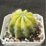 Cactus-Noto magnificus Variegate - Image 2