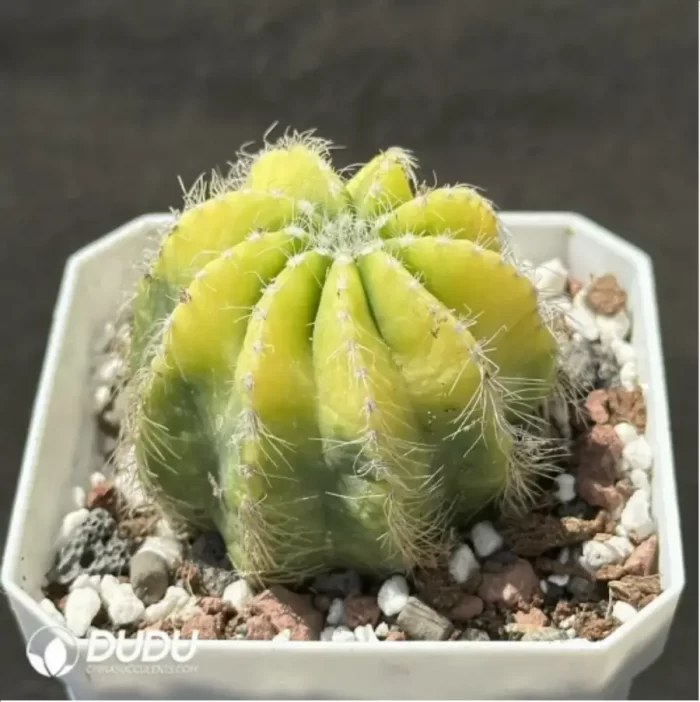 Cactus-Noto magnificus Variegate - Image 2