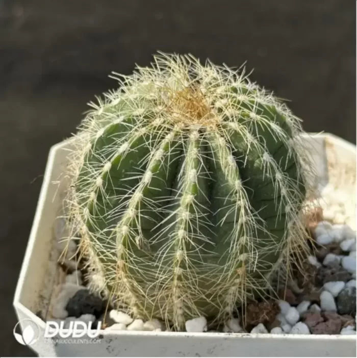 Cactus-Silver crown - Image 2