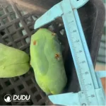 Cactus-Echinopsis lageniformis/Penis Cactus - Image 2