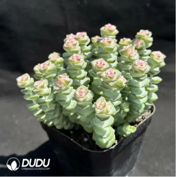 Crassula Jade Necklace Chemical Variegated Clustering (Scattered Clustering) - Image 2