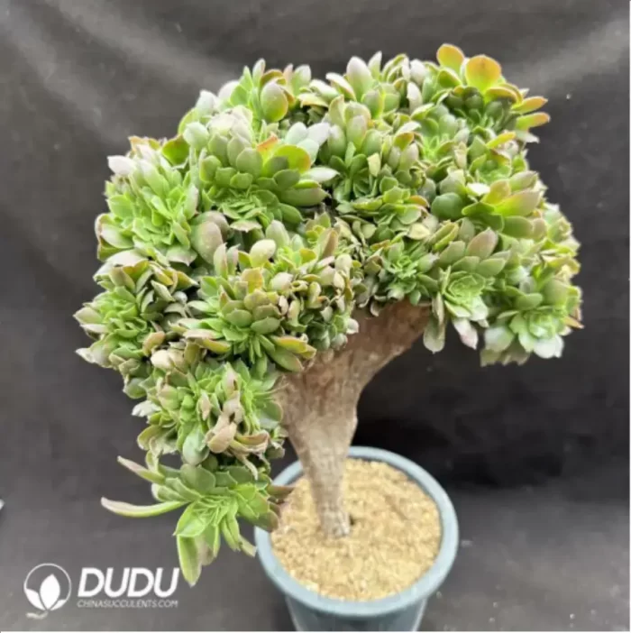 Aeonium canariense var. canariense Cristate - Image 2