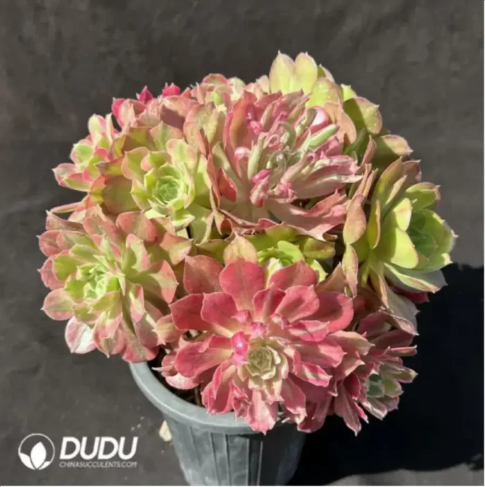 Aeonium Guanghui Variegated Clustering(Chimera
) No.1 - Image 2