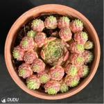 Sempervivum Sempervivum Edward Ball(Scattered Clustering) - Image 2