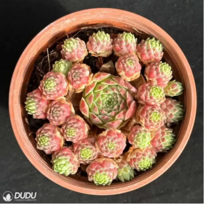 Sempervivum Sempervivum Edward Ball(Scattered Clustering) - Image 2