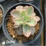 Echeveria Red Berry Variegated - Image 2
