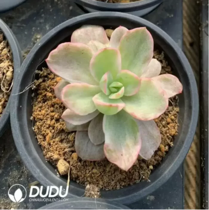Echeveria Red Berry Variegated - Image 2