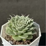 Echeveria Long Eyelashes - Image 2