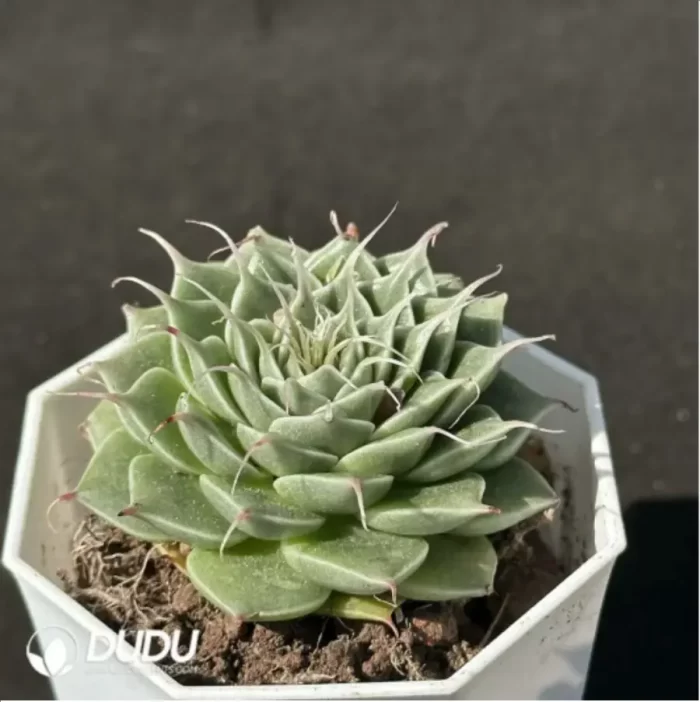 Echeveria Long Eyelashes - Image 2