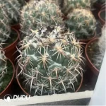 Cactus-Coryphantha Tripugionacantha - Image 2